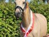 Dressurpferd Amber (Deutsches Reitpony, 2021, von A kind of Magic 5)