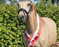 dressage horse Amber (German Riding Pony, 2021, from A kind of Magic 5)