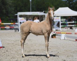 foal by Hengst von Viva Vidal / Golden Grey NRW (German Riding Pony, 2024, from Viva Vidal)