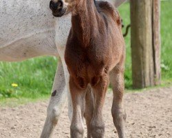 Springpferd Stute von Viva Vidal / Rock Forever I (Deutsches Reitpony, 2023, von Viva Vidal)