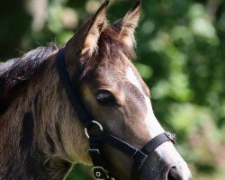 Fohlen von Stute von Viva Vidal / Chic in Time (Deutsches Reitpony, 2024, von Viva Vidal)