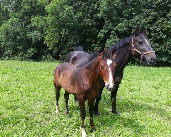 broodmare Fee (Heavy Warmblood, 2002, from Erlwein)