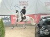 jumper Clear flight 2 (Hanoverian, 2018, from Colman)