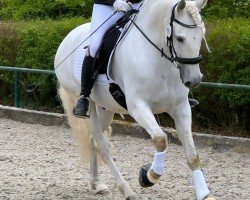 dressage horse Antares RR (Pura Raza Espanola (PRE), 2017)