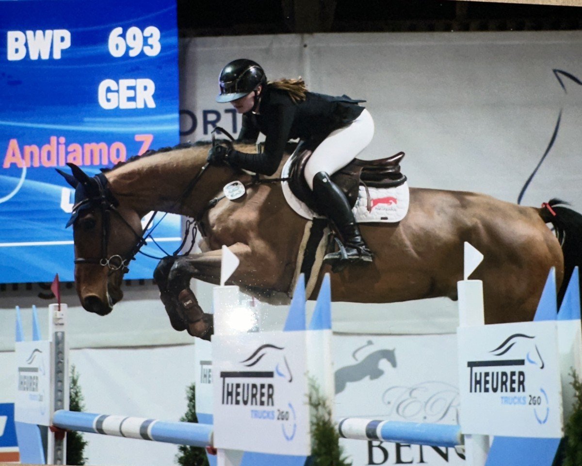 jumper Très Ju (Belgian Warmblood, 2019, from Silver Deux de Virton)