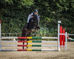 jumper Daisy 1024 (Hanoverian, 2012, from Don Index)