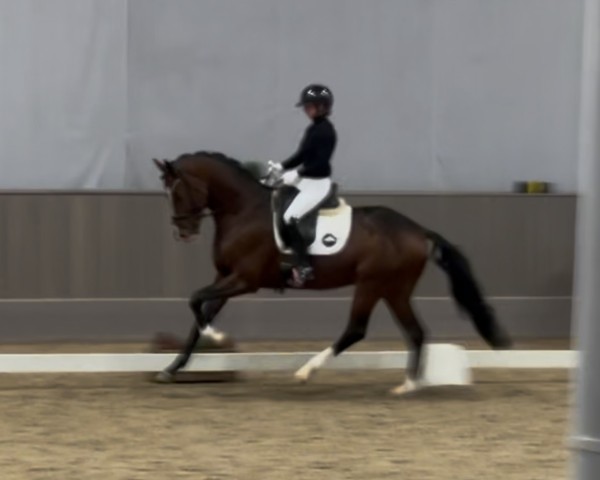 stallion Escovaldi (Hanoverian, 2020, from Escamillo)