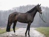 jumper Lubalt (KWPN (Royal Dutch Sporthorse), 2016, from Sterrehof's Great Blue)