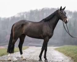 Springpferd Lubalt (KWPN (Niederländisches Warmblut), 2016, von Sterrehof's Great Blue)