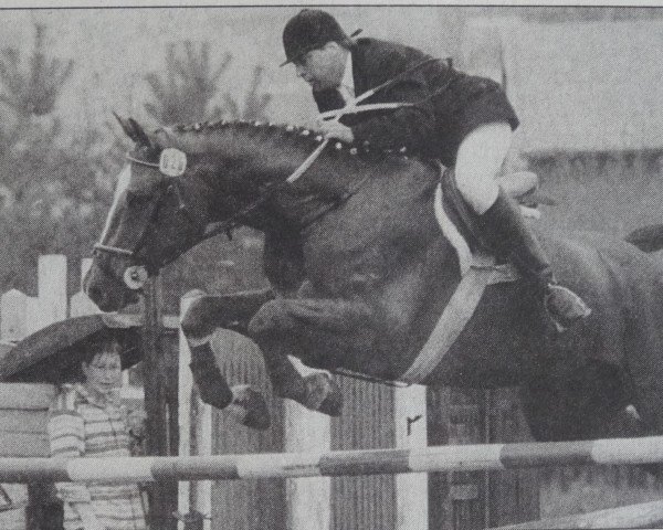 Pferd Darker (Edles Warmblut, 1983, von Donator 1382)