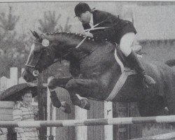 horse Darker (Noble Warmblood, 1983, from Donator 1382)