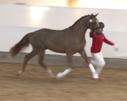 dressage horse Vom Feinsten (Austrian Warmblood, 2022, from Viva Gold OLD)