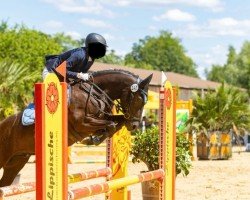 dressage horse Jack 580 (unknown, 2016)