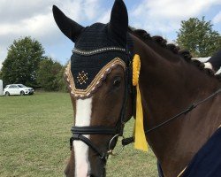 dressage horse Finchen FH (German Sport Horse, 2012, from Foundation 2)