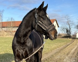 dressage horse Hengst von Sir Donnerhall I / Fürstenball (Westphalian, 2020, from Sir Donnerhall I)