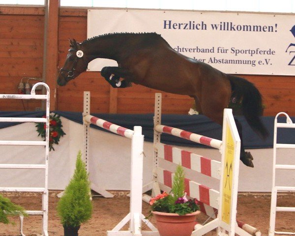 stallion Zauberwald K (Trakehner, 2019, from Mulligan xx)