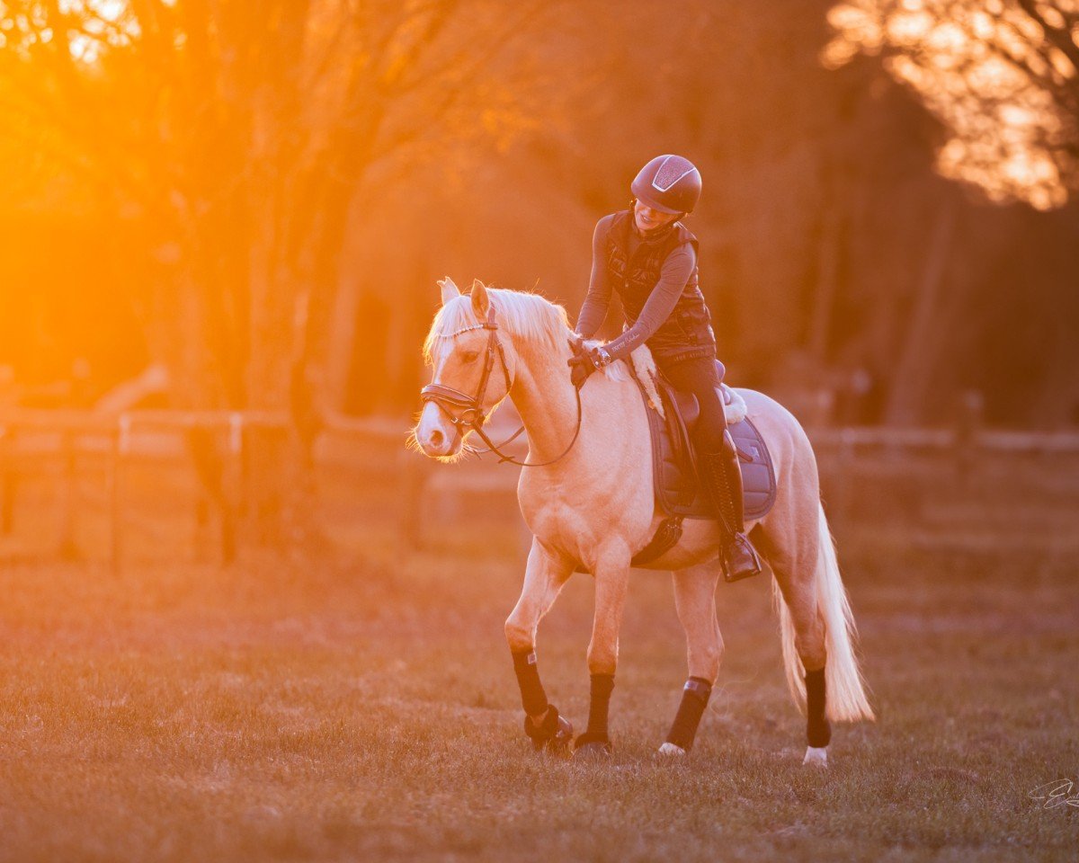 dressage horse HJK Nuit d' or (German Riding Pony, 2021, from Next Generation 6)