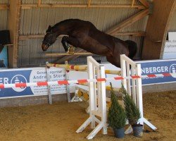 jumper Caruso (Oldenburg, 2013, from Colin)