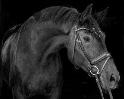 dressage horse DeLuna 7 (Oldenburg, 2015, from Destano)