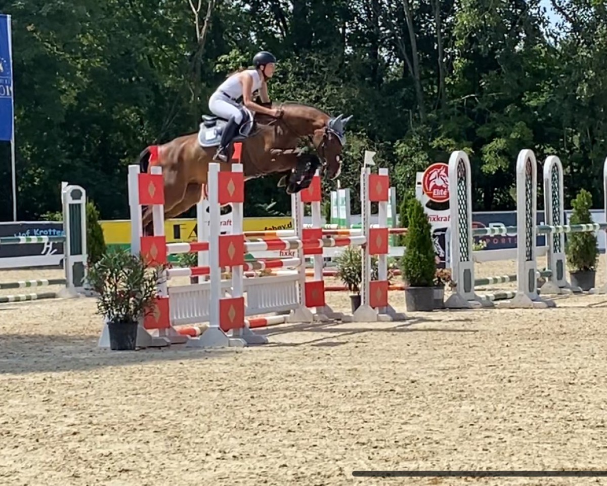 jumper Super Trouper 7 (German Sport Horse, 2019, from Singulord Joter)