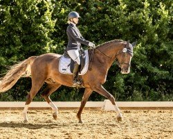 dressage horse Quantissimo de Capri (Hanoverian, 2017, from Quantensprung 3)