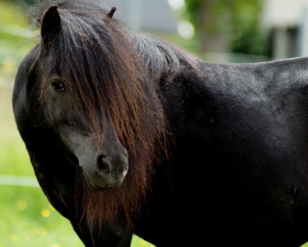 Zuchtstute Evita von der Mühlbachquelle (Shetland Pony, 2015, von Schneltens Navarro)