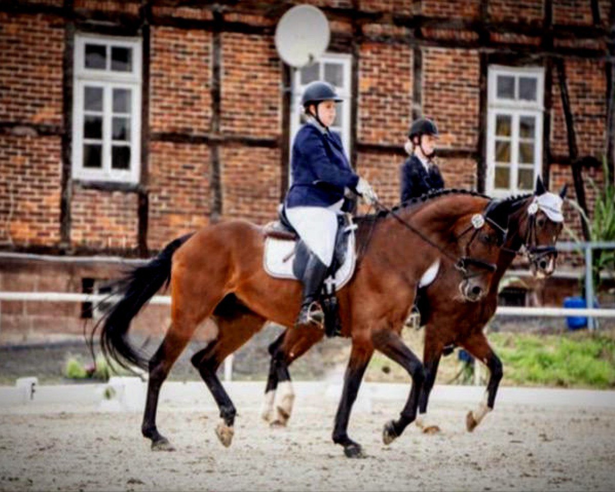 broodmare Lilli Fee 14 (Hanoverian, 2007, from Lauries Crusador xx)