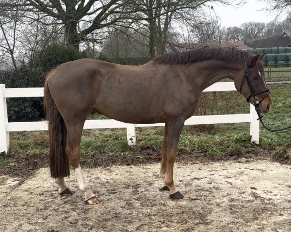 Pferd Oskar (Deutsches Reitpony, 2020, von Oosteinds Ricky)