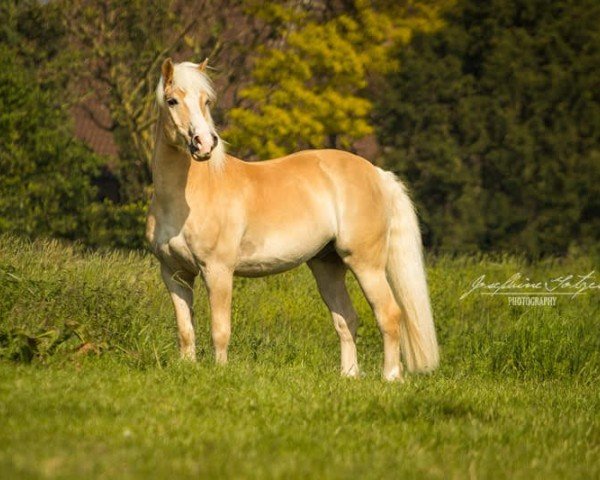 Pferd Neverland (Haflinger, 2004, von Nokia)