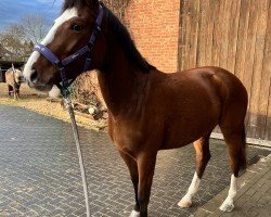 dressage horse Emilia W 2 (Hanoverian, 2021, from Emilio)