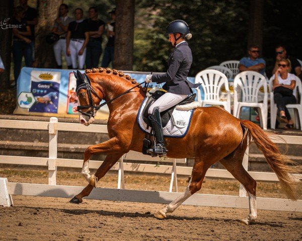 dressage horse Deister K 2 (German Riding Pony, 2021, from Dallmayr K)