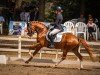 dressage horse Deister K 2 (German Riding Pony, 2021, from Dallmayr K)