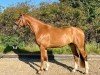 dressage horse Vivi TS (Hanoverian, 2018, from Vitalis)