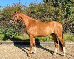 dressage horse Vivi TS (Hanoverian, 2018, from Vitalis)