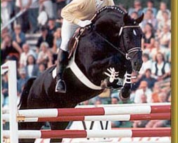 stallion Graf Grannus (Hanoverian, 1988, from Grannus)