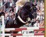 horse Graf Grannus (Hanoverian, 1988, from Grannus)
