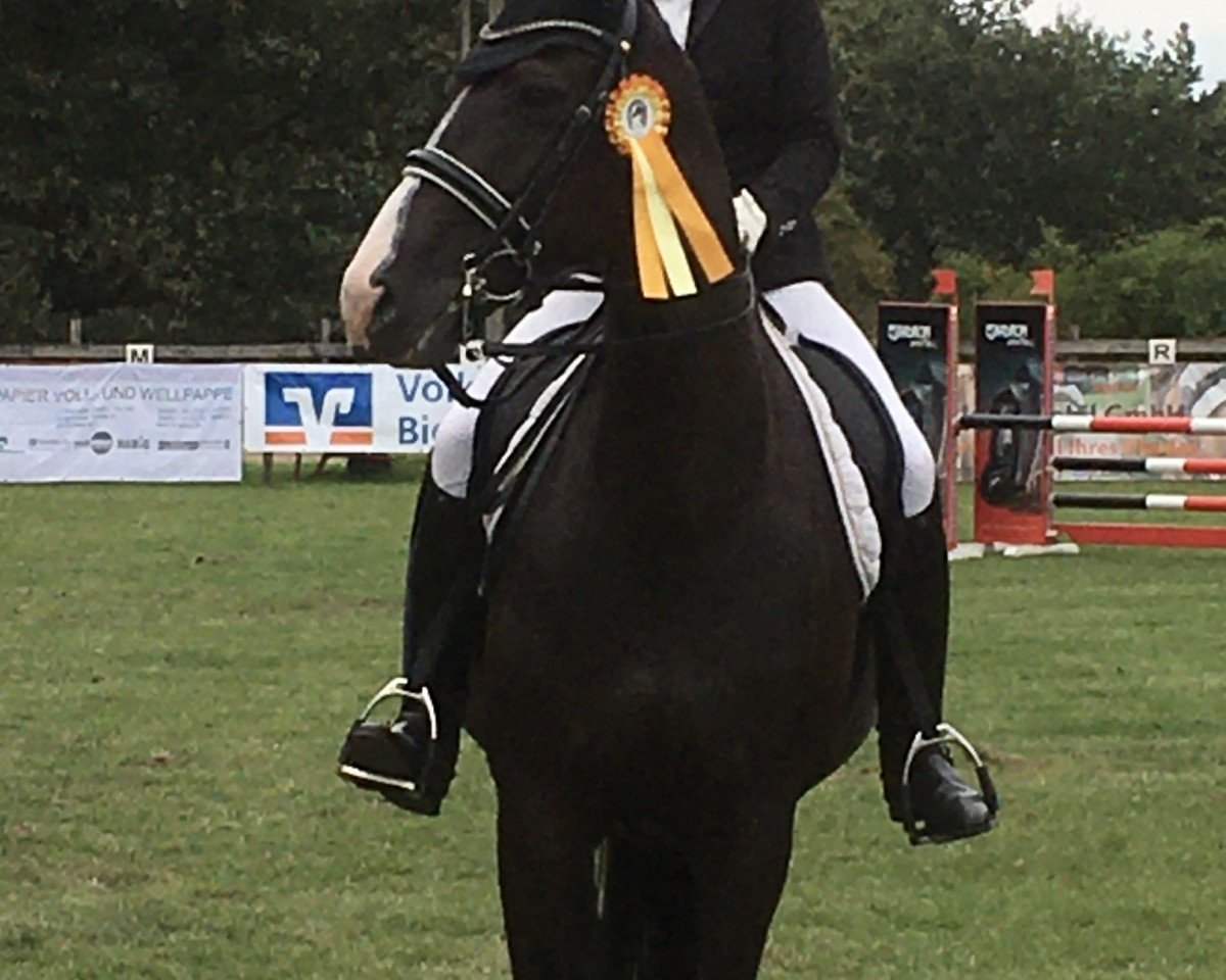 Dressurpferd Son'ne Süße (Westfale, 2010, von Show Star)