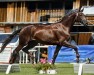 dressage horse Bonida P (Hanoverian, 2021, from Bonds)