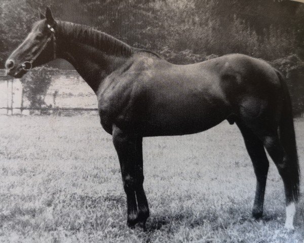 stallion Zigeunersohn xx (Thoroughbred, 1965, from Grande xx)