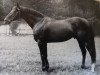 stallion Zigeunersohn xx (Thoroughbred, 1965, from Grande xx)