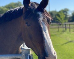 dressage horse Beverlys Blue Sky (Westphalian, 2017, from Beverly Hills)