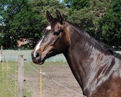 horse Luna 1485 (Hanoverian, 2006, from Hengst von Heraldik xx)