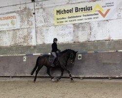 horse Krack 7 (KWPN (Royal Dutch Sporthorse), 2015, from Negro)