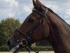 dressage horse Ravenna AS (Westphalian, 2016, from Rock Amour)