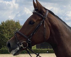 dressage horse Ravenna AS (Westphalian, 2016, from Rock Amour)