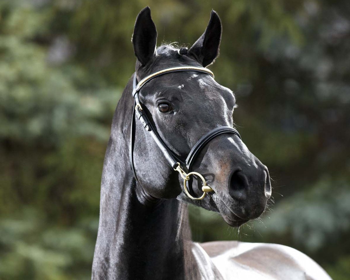 stallion Black Jack 175 (Westphalian, 2006, from Cornet Obolensky)