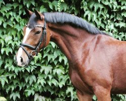 dressage horse Greenlight 2 (German Riding Pony, 2013, from FS Cracker Jack)