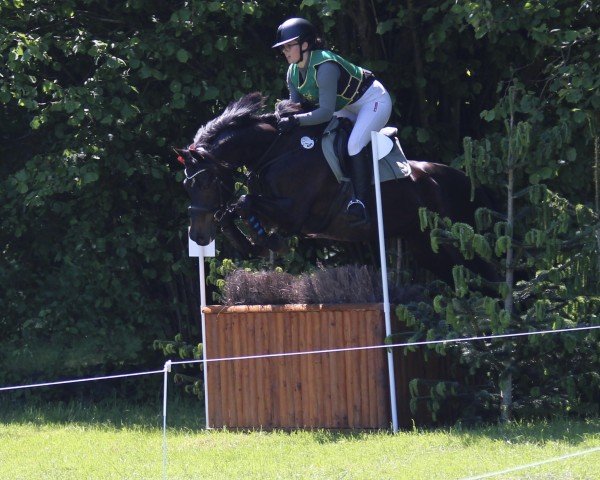 Springpferd Giada 6 (Holsteiner, 2014, von Clarcon)