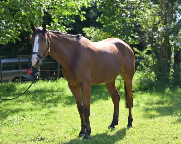 Springpferd Sancerre (Belgisches Warmblut, 2018, von Bamako de Muze)