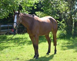 Springpferd Sancerre (Belgisches Warmblut, 2018, von Bamako de Muze)